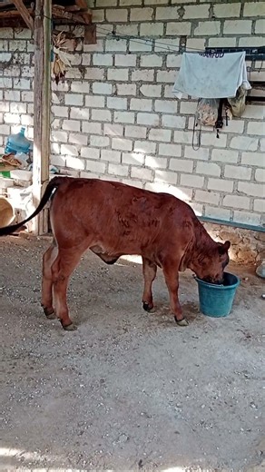 Pedet angus umur 1 bulan #cow #sapigemuk #angus #brangus #pedetansuper #fyp #brahman #sapi #sapilucu