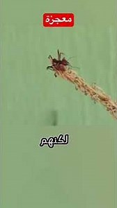 معجزة .. سبحان الله #معجزة # النمل