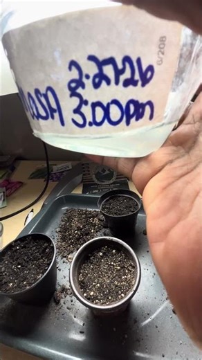 Mystery Mimosa Seedlings 🌱 Planting the Rainbow of Sprouts!