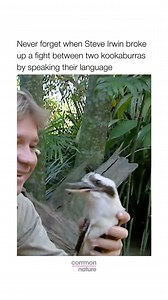 2M views · 42K reactions | Steve Irwin was some man  #fyp #steveirwin #reels | Best of British Comedy | Facebook