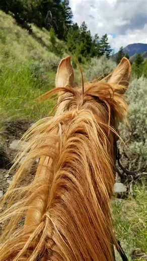 Back when I was Wranglin’ a different kind of beast. #RustWrangler #music #fyp #horse #Trending
