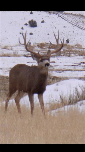 126K views · 2.8K reactions | These animals are tough. Side note-Everyone who has sent me stars, I really appreciate you!! Thanks!! #muledeer | Western Muleys | Facebook