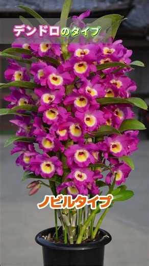 [Orchids] Dendrobium Varieties @seedpot368 #sheath