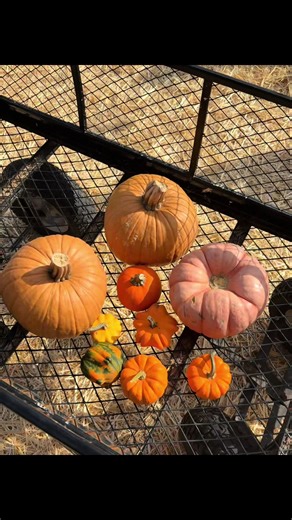 Fall things 🧡✝️🎃 #fall #october #fallforjesusheneverleaves
