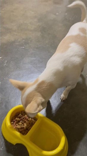 Huevooo otra vez 🤦🏻‍♂️ #humor #viralvideo #perrhijos #comedia