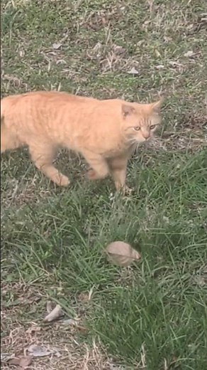 here comes heathcliff #cats #animals #nature