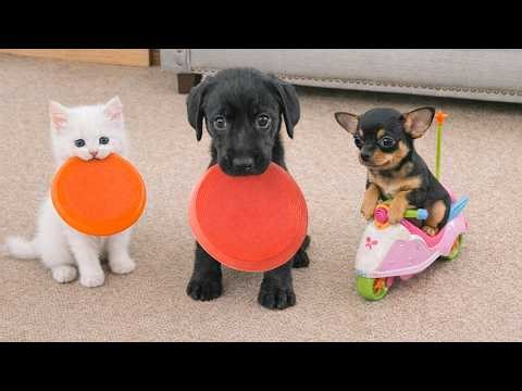 Dogs vs Cats | The Funniest Moments Ever 🐶🍗🤣