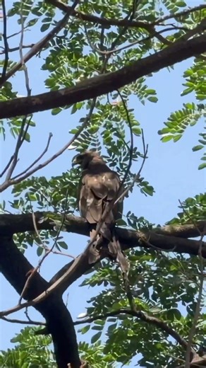 What do these birds of prey eat near the water? 🦅💧