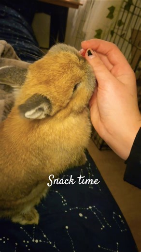Snack time and tricks