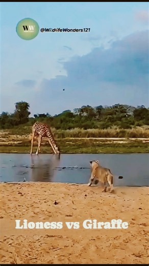 Giraffe Fights Back Against a Lioness | Powerful Wildlife Moment