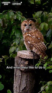 Unlike people, owls don’t lose their hearing as they become older, and research has shown their hearing remains the same as they go deep into old age. Their whole head is built for listening, from a satellite-shaped face that channels sound to asymmetrical ears that help detect the precise location of prey. At certain frequencies, an owl’s hearing is 10 times more sensitive than our own! Our Ask A Keeper series is created in partnership with Liontrust Heroes 🦁 | London Zoo
