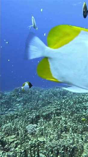 As oceans absorb carbon dioxide, seawater becomes more acidic