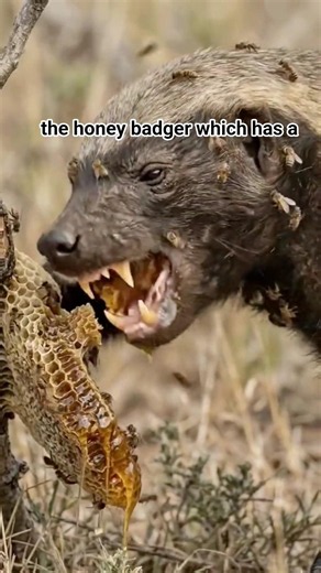 3 Animals With Literal Cheat Codes 🎮💀