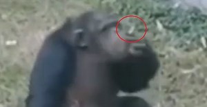[VIDEO] Chimpanzee, 15, caught smoking cigarette like a pro inside Chinese zoo, video goes viral