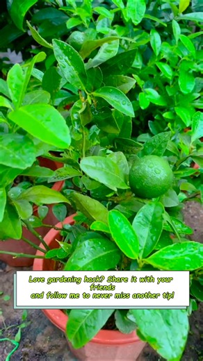 3K views · 14 reactions | Simple kitchen ingredients that make plants grow like magic — but only if you know how to use them   Share and follow for the full guide! #GardeningTips #NaturalFertilizer #PlantCare #HomeGarden #GardenHacks #Gardenizi | Seed to Flower | Facebook