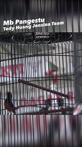 4.9K views · 162 reactions | Murai Pangestu Jensina Team Masih stabil di jalur juara 2nd Anniversary Radagast BC ft SGS  #muraipangestu #jensinateam #dHuangaviary #Sragen #Purwokerto #Gresik #smm #muraimania #kicaumania #smm | Sigitt Dhanii | Facebook