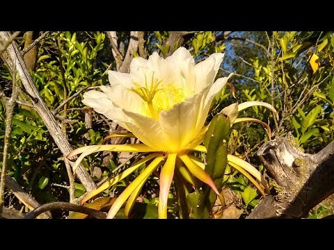 Dragon fruit flowering stages