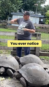 Did you know? Tortoises walk the same way as Komodo dragons, it's just that they can't wiggle because their spine is fused to their shell. | Florida Iguana and Tortoise Breeders
