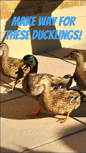America's Most Famous Ducks!