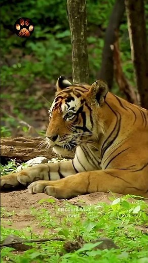 This is How Tigers Bond | Chuffing | T101| Zone 6 | Ranthambore National Park #shorts #wildlife