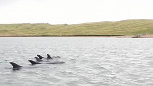 9.8K views · 1.2K reactions | Wonderful to watch, film and photograph this pod of Atlantic White-sided Dolphins in Tresta Voe over the last couple of days. Footage by Hugh. See more of our wildlife pics and videos over on our Instagram page at https://www.instagram.com/shetlandwildlife | Shetland Wildlife | Facebook