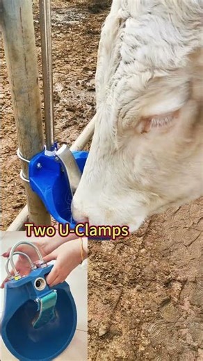 Drinking bowl for cattle. #farming#cowfarm #cow #drinkingwater