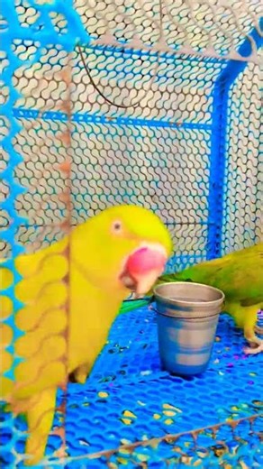 parrot talking 🦜🦜 #cute #viral