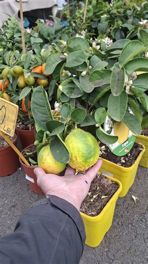 Lamai Lipo pe rod in ferma Sănătate din Plante 180 lei bucata. #garden #nature #agriculture #flowers