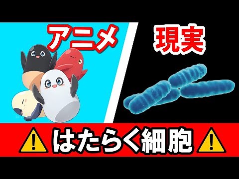 【はたらく細胞】 アニメと現実の細胞を比較したらギャップがスゴイ！ Cells at Work Hataraku Saibou
