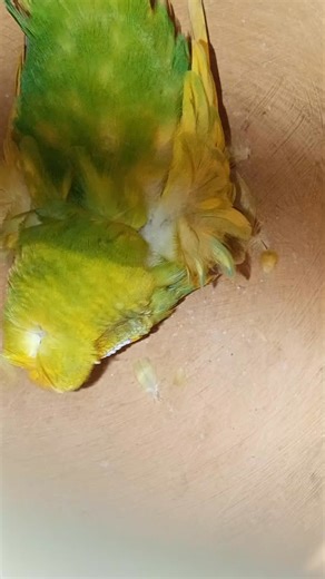 Aladdin Ahmed on Reels