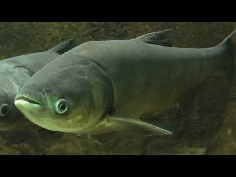 ハクレン (さいたま水族館/埼玉県)