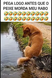 pega logo o peixe #animaisengraçados #cachorro #humor #petsfofinhos