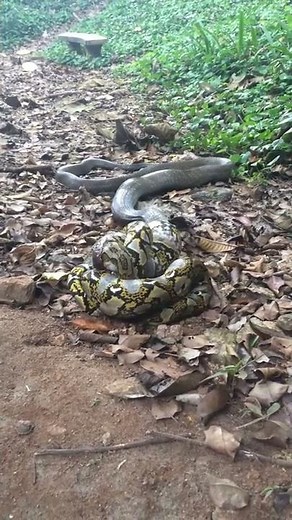 King Cobra vs Python Part 3