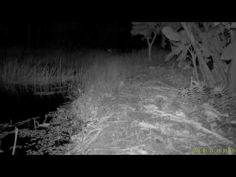 イリオモテヤマネコ 3