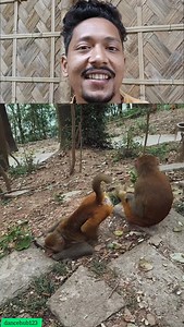 322K views · 1.6K reactions | So funny monkey  . . . . . #followerseveryone #fypシ゚viralシ #monkeys #animals #monkey #Monkeyreels | dancehub123 | Facebook