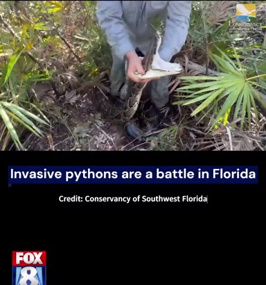 Invasive pythons are a battle in Florida