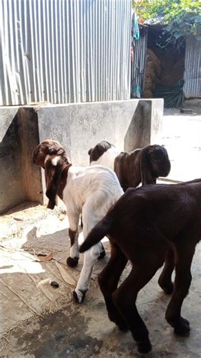 gaot farming #livestock #trending #shorts