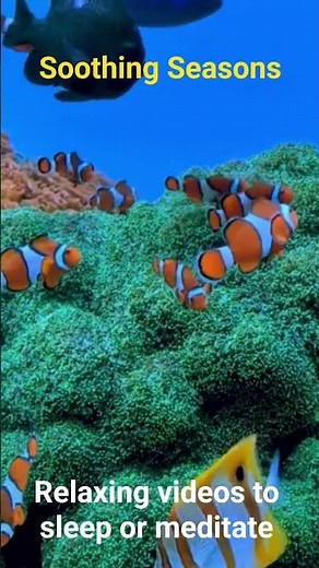 Relaxing Aquarium 🐠 | Tropical Fish & Calming Bubbly Water Sounds for Sleep & Stress Relief