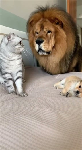 Cat Bullies a Tiny Pekingese Puppy… Until Mom Walks In