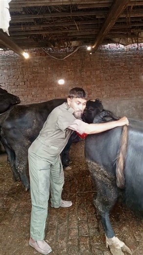 Successful AI in Buffalo Cow | Conception Tips Dr M Sattar Ahmad