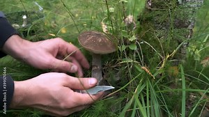 Man is picking up edible mushrooms in forest, cutting it using, closeup hands view. He is walking in autumn woodland. Collecting mushrooms for food.