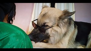 The German Shepherd's temperament is intelligent, loyal and energetic. Reserved but friendly. Generally enjoy the company of their family and can struggle with separation anxiety. German Shepherds are not naturally aggressive but their protective instinct means they can be hesitant when first meeting strangers. #CameraBaba #doggo #germanshepherdofinstagram #germanshepherdworld #gsdnation #dogtraining #sch #cute #husky #gsddaily #instagram #gsdlover #dogphotography #germanshepherdlovers #germansh