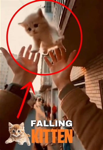 THE FALLING KITTEN 😱🐱 #cat #kitten #fall #animals #viral