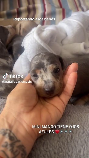 Videos Tiernos de Perros y Bebés: ¡Amor y Diversión para Ti!