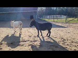Donkey Farts While Fighting With Another Donkey Playfully - 1192032