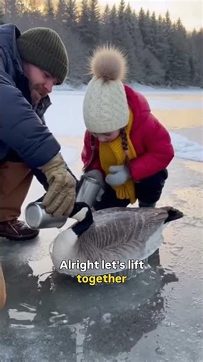 father and daughter use warm water to rescue a goose completely frozen inside an ice shell