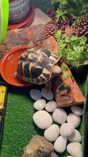 The Quiet Life of My Tortoise: Lessons in Patience and Care