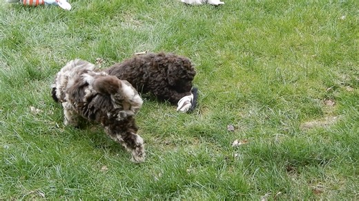 Labradoodle puppy for sale