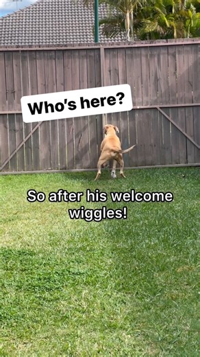 609K views · 6.4K reactions | Dog’s Excited Welcome Wiggle & Toy Grab for Mystery Guest! WHO IS IT???!! #doglover | Amos Pearce | Facebook