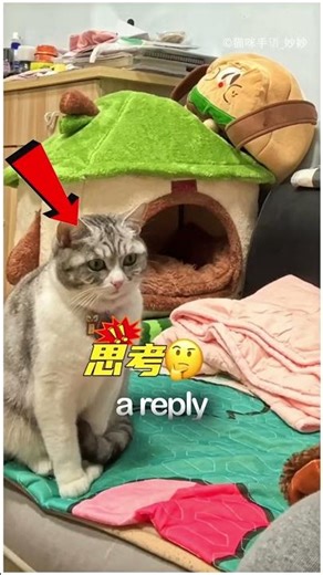 This cat learned sign language to talk to its owner